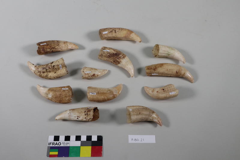 Teeth Elephant Seal Canterbury Museum