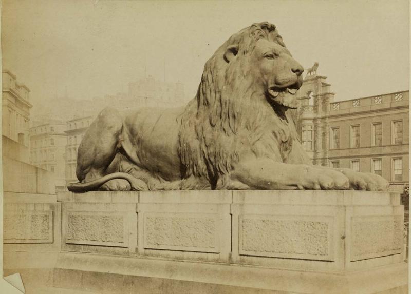 Photograph: Lion