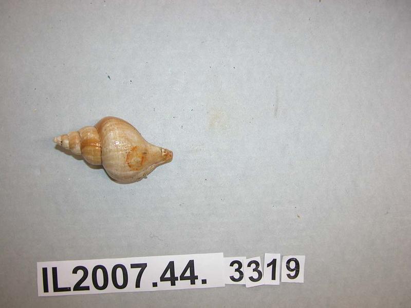 Shell - Canterbury Museum