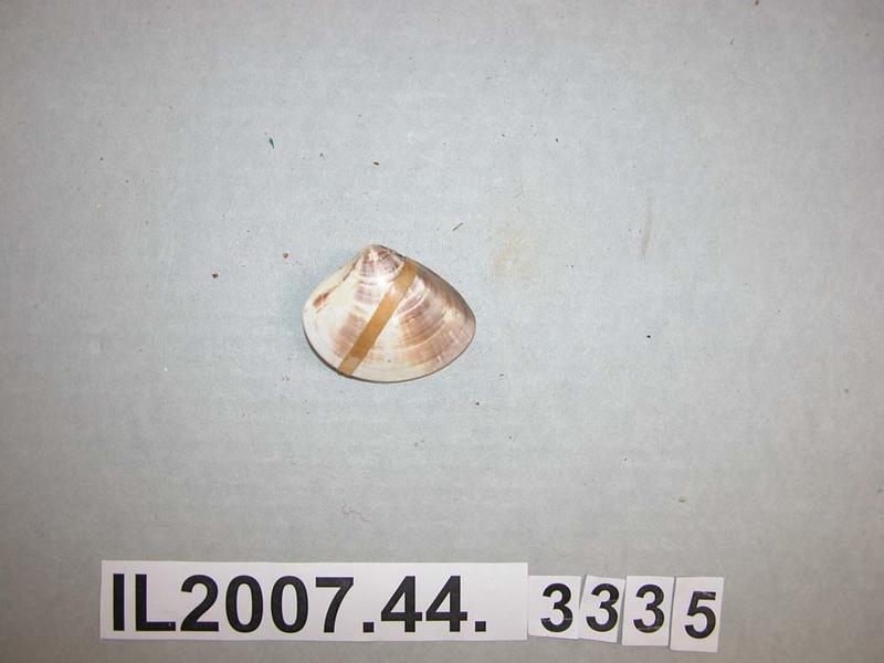 Shell - Canterbury Museum