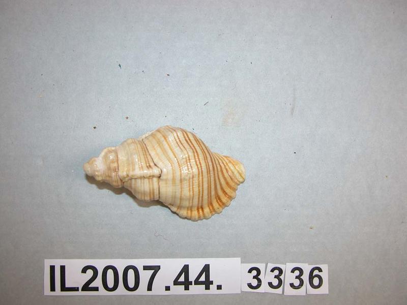 Shell - Canterbury Museum