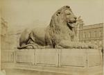 Photograph: Lion image item