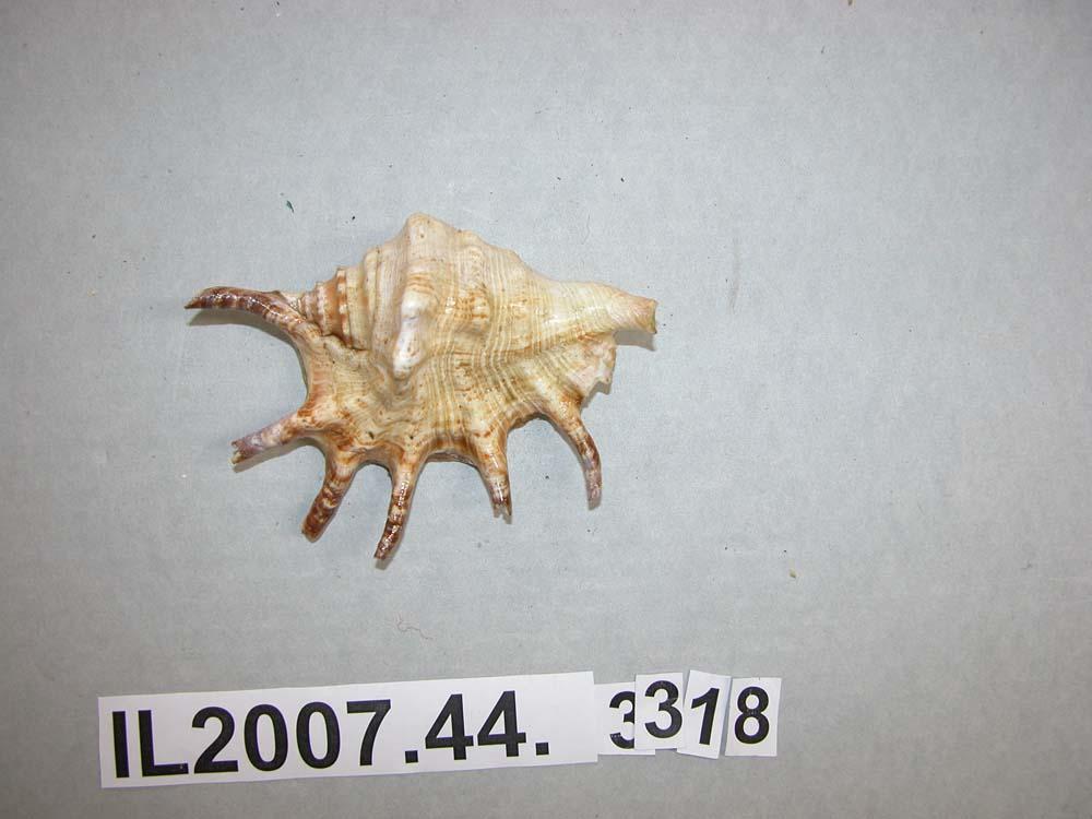 Shell - Canterbury Museum