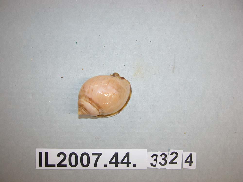 Shell - Canterbury Museum