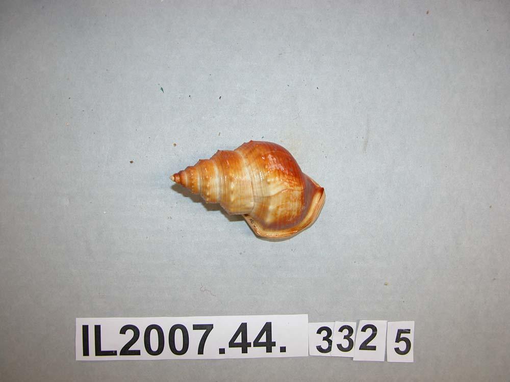 Shell - Canterbury Museum