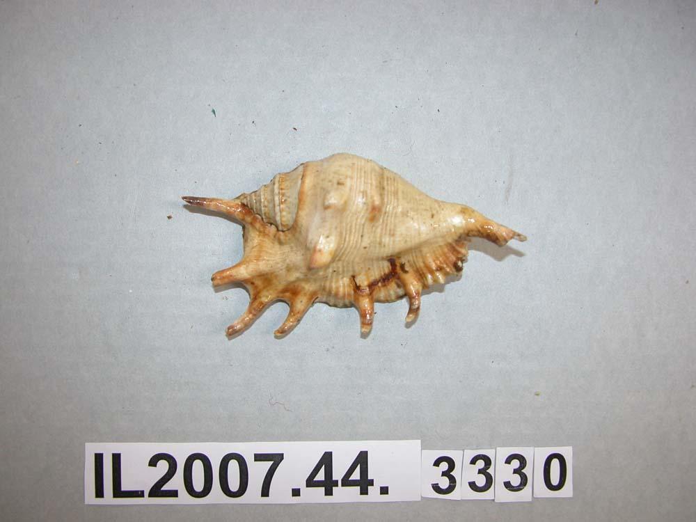 Shell - Canterbury Museum