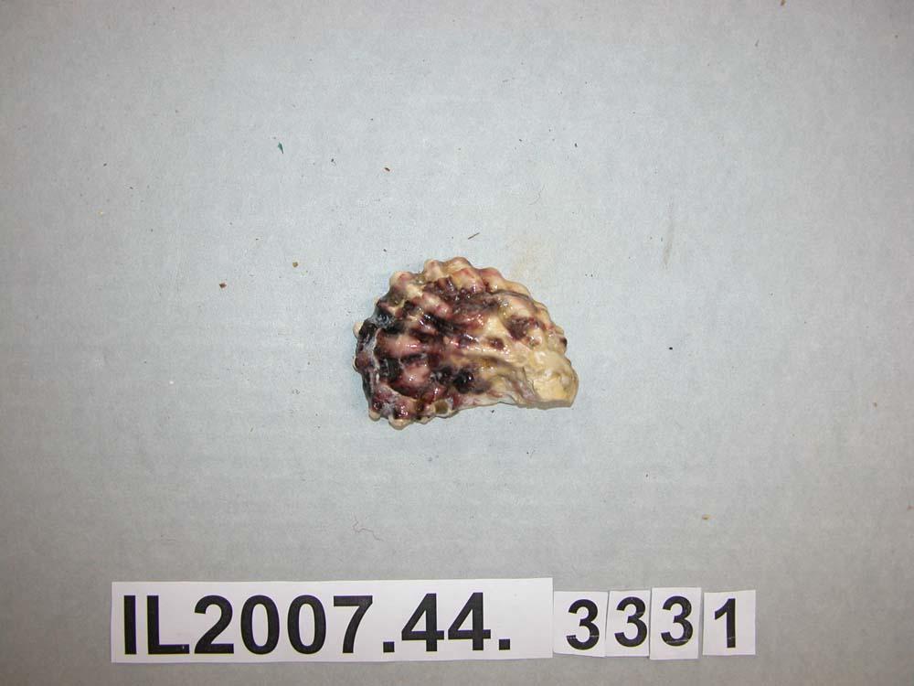 Shell - Canterbury Museum