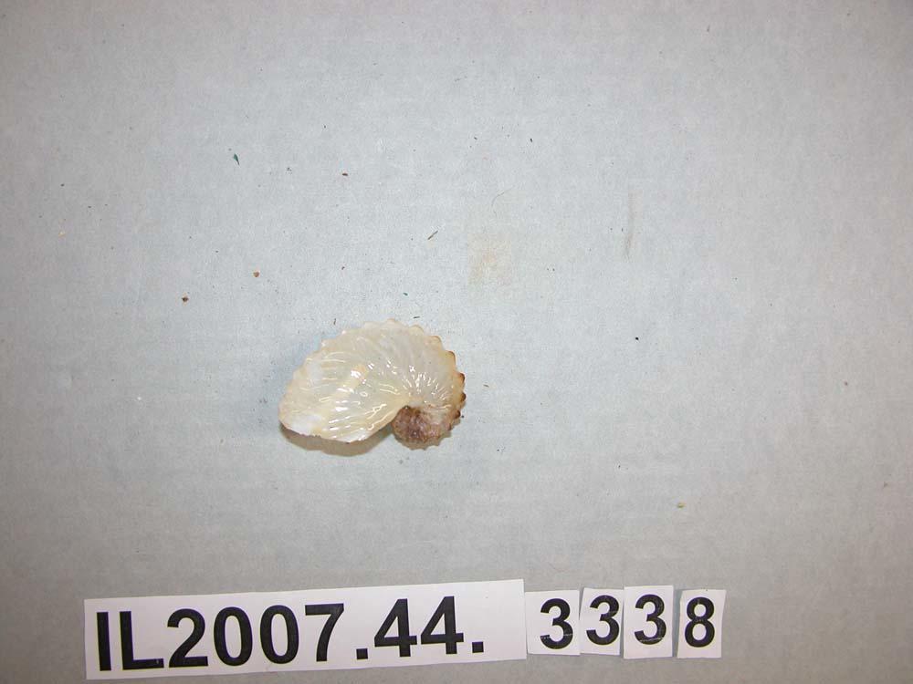 Shell - Canterbury Museum